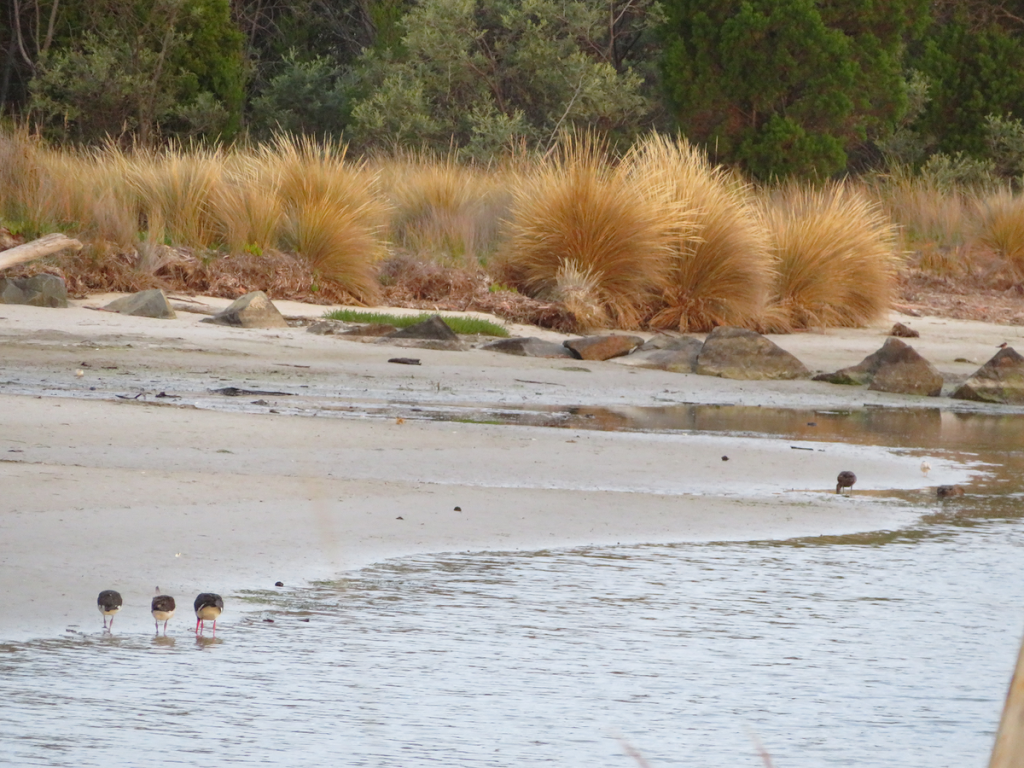 Orford Bird Sanctuary | 58 Tasman Hwy, Orford TAS 7190, Australia