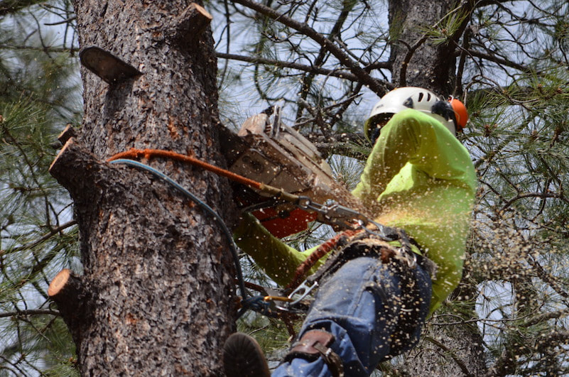 Gold Coast Tree Removal | 19 Taree St, Burleigh Heads QLD 4221, Australia | Phone: (07) 5655 7608