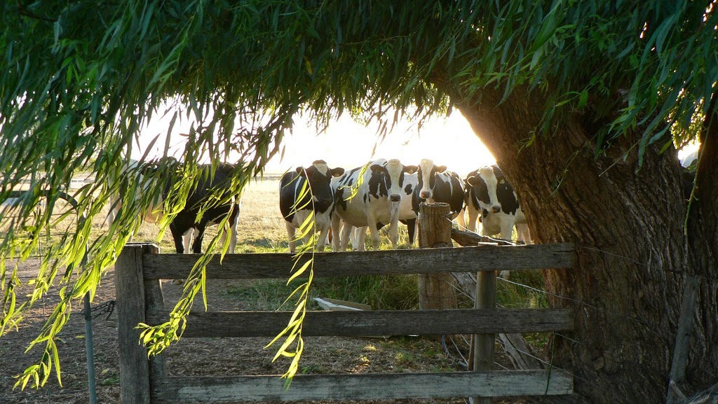 Dairy Focus | veterinary care | 1052 Henderson Rd, Tongala VIC 3621, Australia | 0358590706 OR +61 3 5859 0706