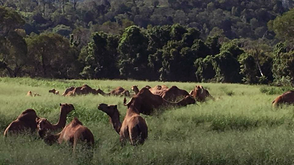 Camelot Camels | 36 Waugh Rd, Scrubby Creek QLD 4570, Australia | Phone: 0407 631 682