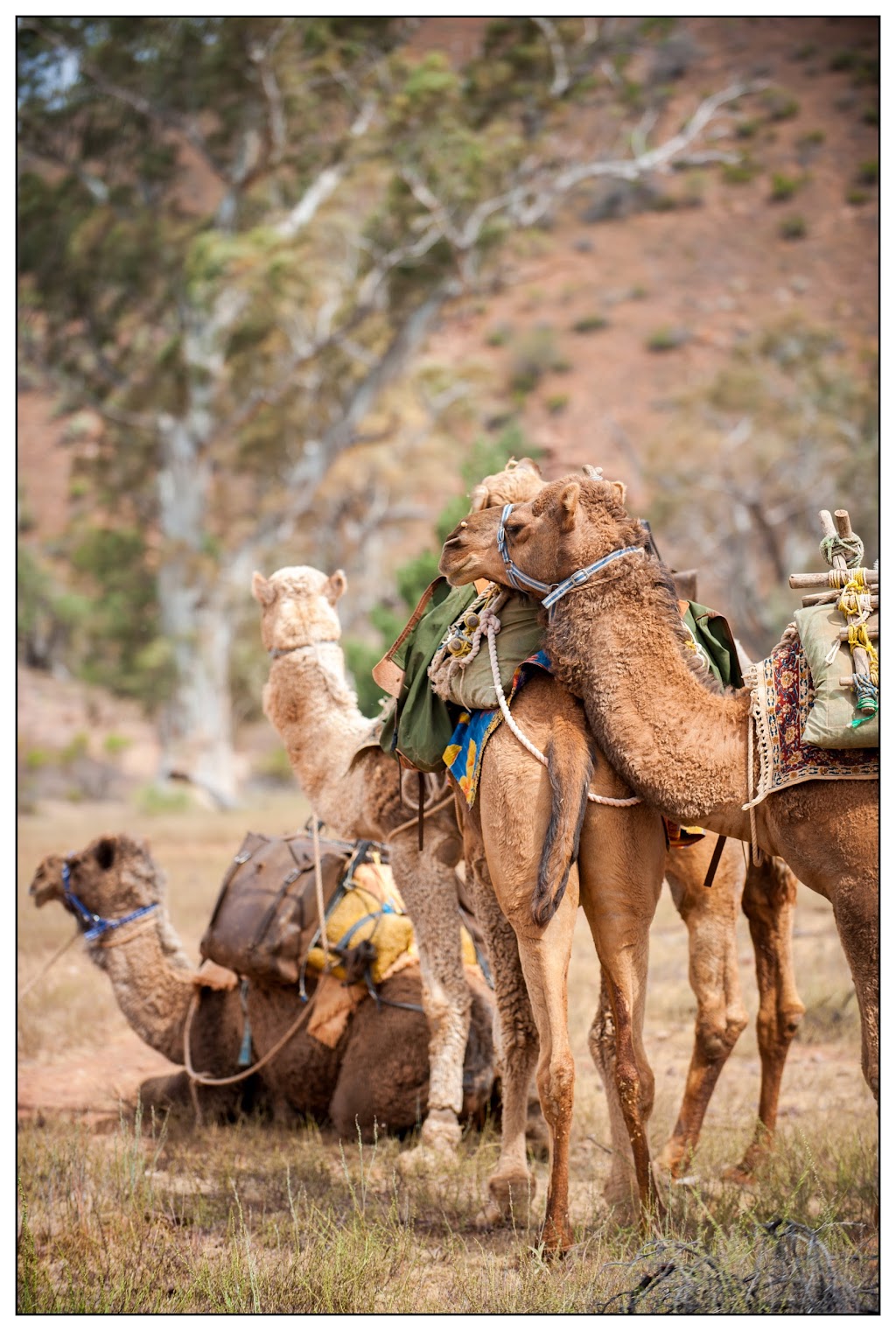 Camel Treks Australia | travel agency | Merna Mora Station Hawker-Stirling North Rd, Hawker SA 5434, Australia | 0432236131 OR +61 432 236 131