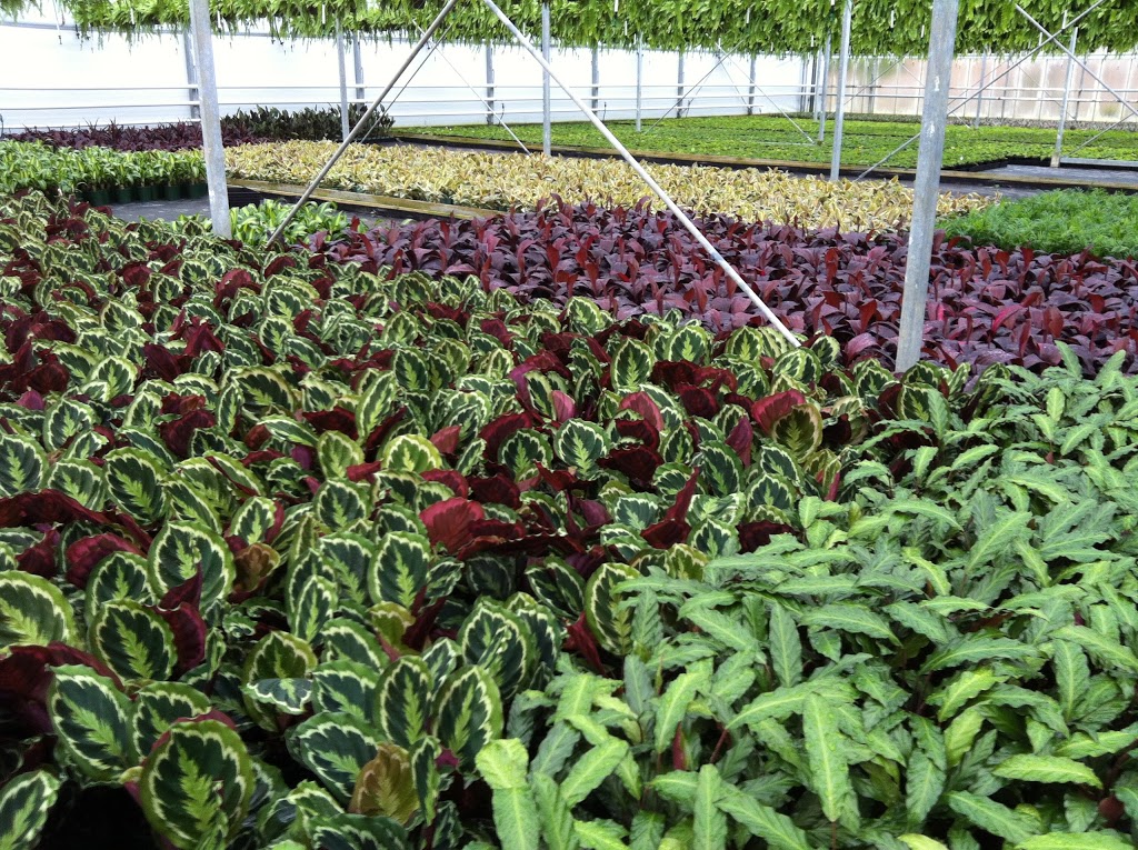 Biemond Nurseries | 35 Wallace Rd, Seville VIC 3139, Australia | Phone: (03) 5964 4830