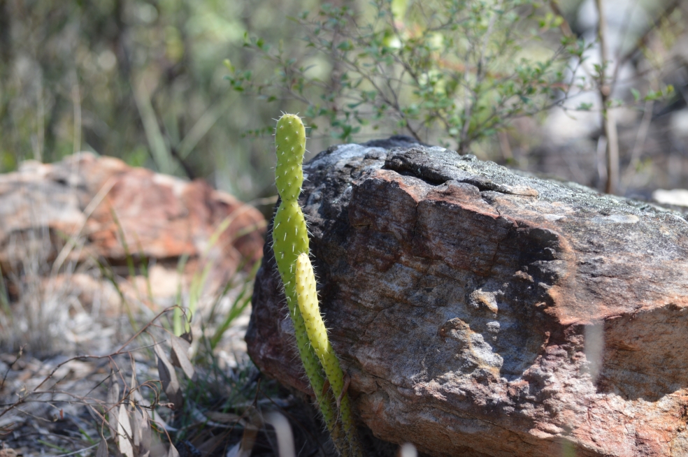 Expedition National Park | park | Glenhaughton Rd, Taroom QLD 4420, Australia | 0746273358 OR +61 7 4627 3358