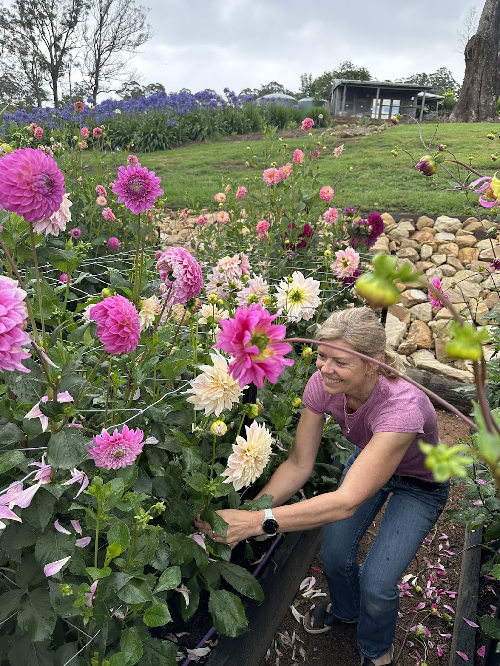 The Dahlia Patch Farm | 154 Old S Rd, Alpine NSW 2575, Australia | Phone: 0413 057 671