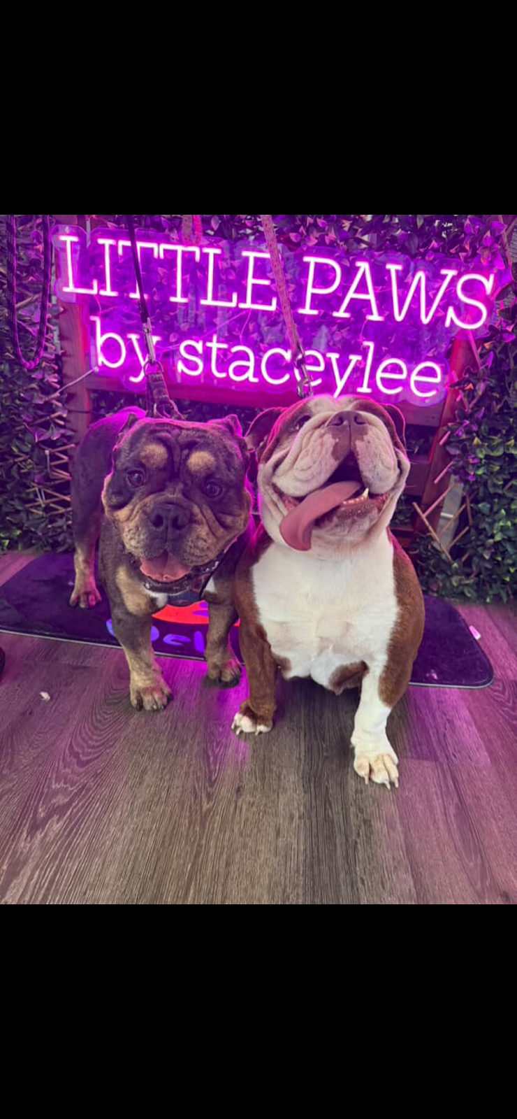 Little paws by staceylee | 46 Mulherin Dr, Mackay Harbour QLD 4740, Australia | Phone: 0447 142 687