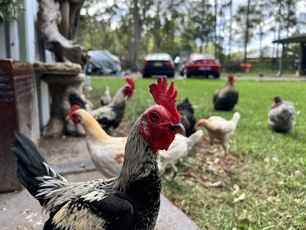 JDs Backyard Hens | 1 Ballat Cl, Medowie NSW 2318, Australia | Phone: 0428 498 298