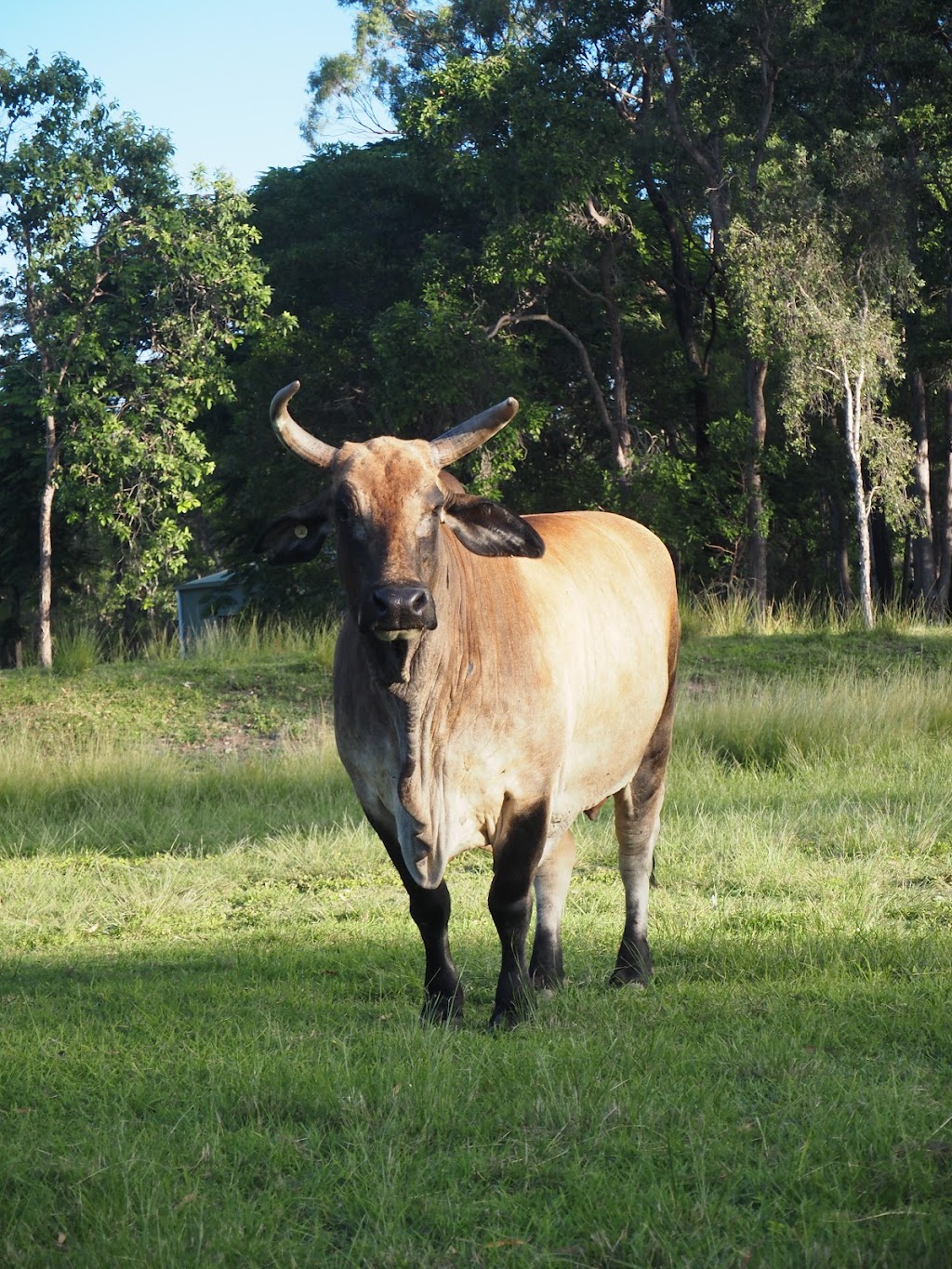 Bush to beach farmstay | 15 Tanby Post Office Rd, Tanby QLD 4703, Australia | Phone: 0408 464 790 Bush to beach farmstay | 15 Tanby Post Office Rd, Tanby QLD 4703, Australia | Phone: 0408 464 790