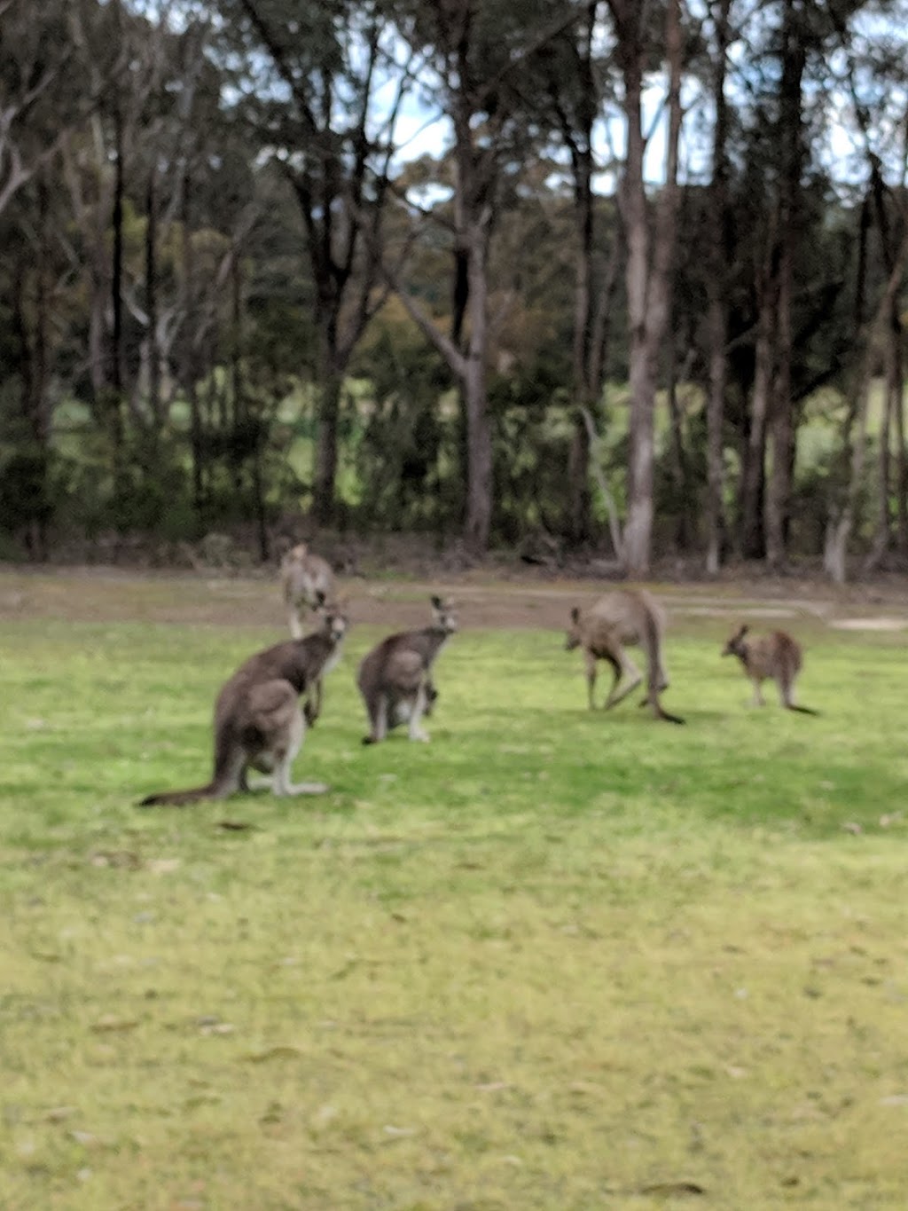 Seymour Golf Club | Goulburn Valley Highway, Seymour VIC 3660, Australia | Phone: (03) 5792 1117