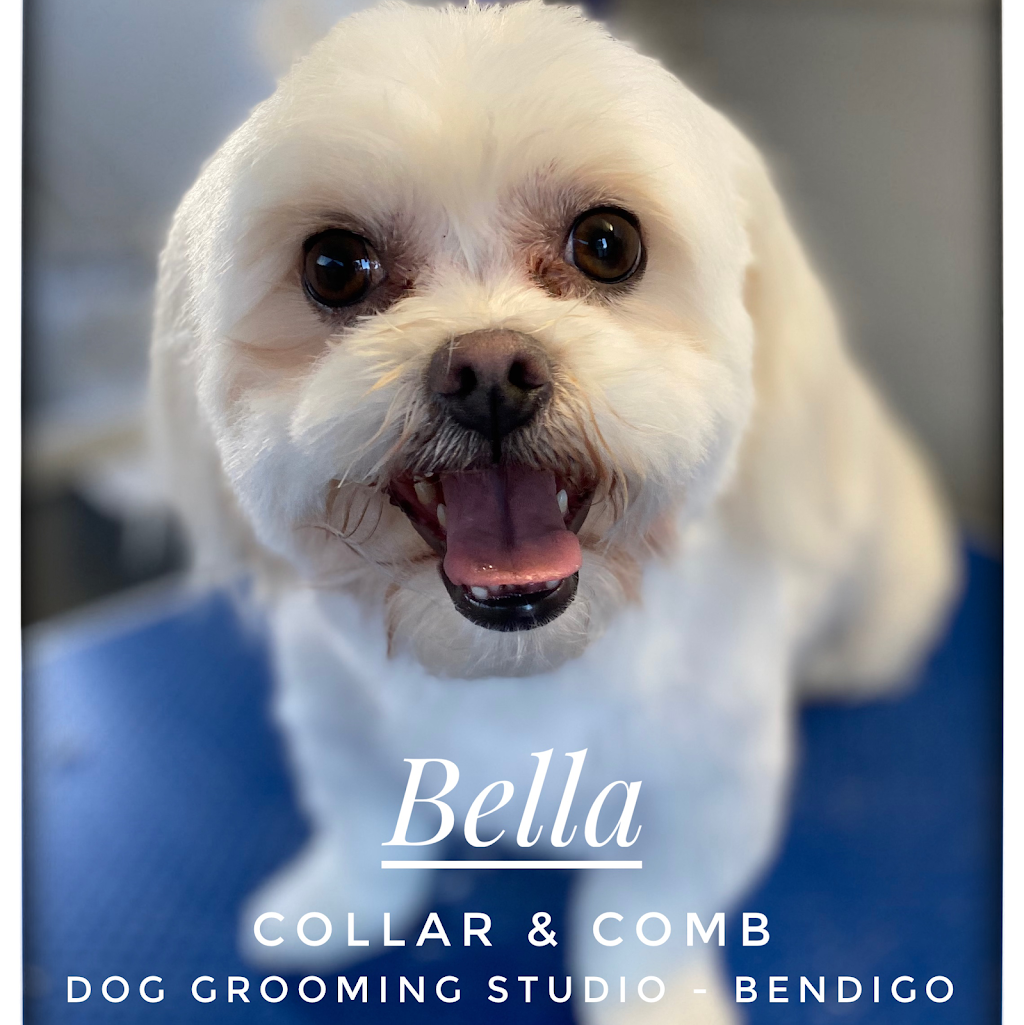 Collar & Comb Dog Grooming Studio | 8B Benjamin Ct, Bendigo VIC 3550, Australia | Phone: 0418 299 172