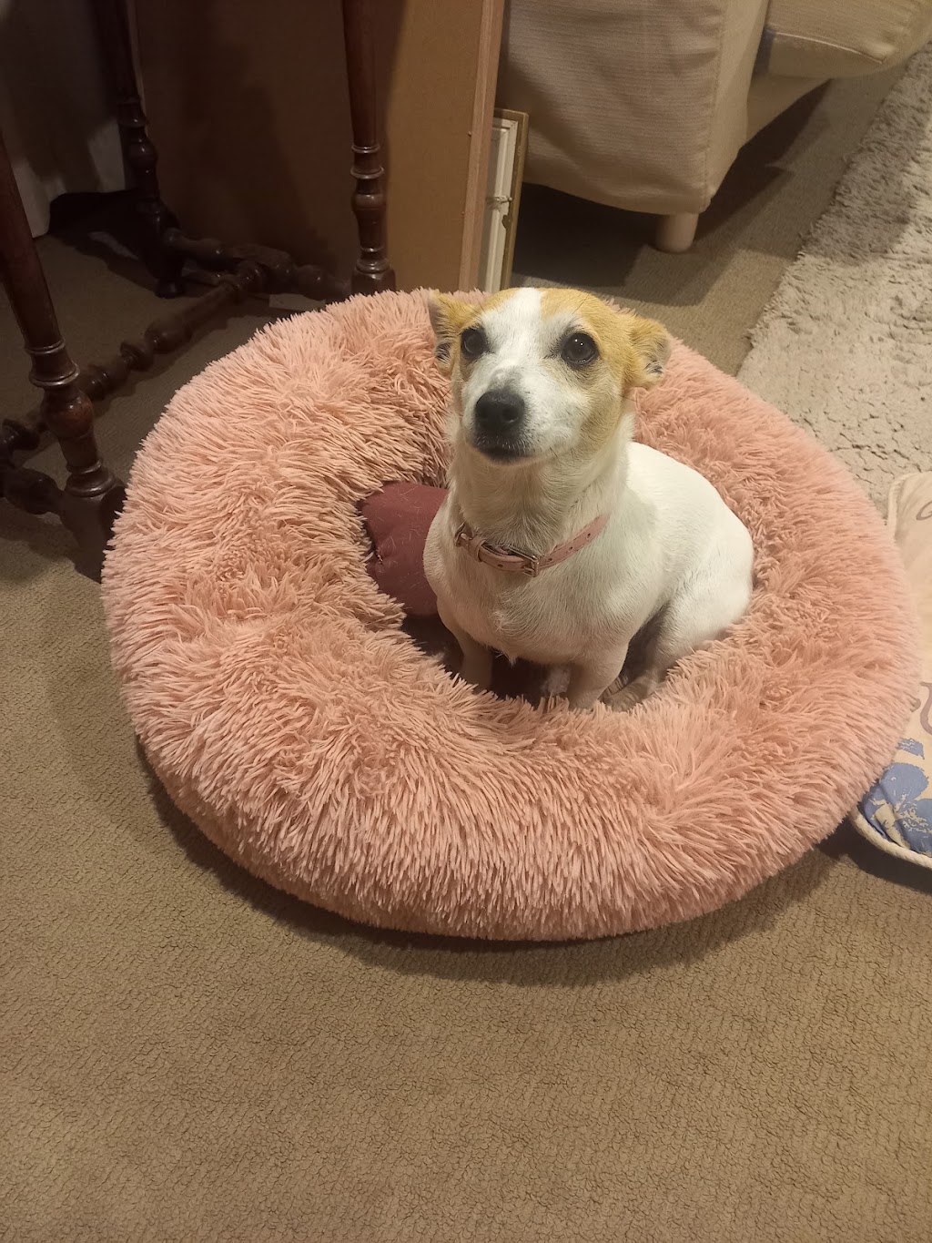 One on one Dog Boarding | Greenwood Rd, Gerogery NSW 2642, Australia | Phone: 0423 154 463