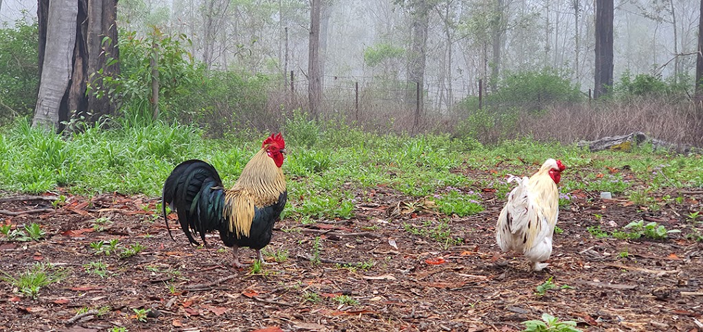 Somerset Valley Farm - STRATHALLAN | 137 Willaura Dr, Coominya QLD 4311, Australia | Phone: 0413 422 511
