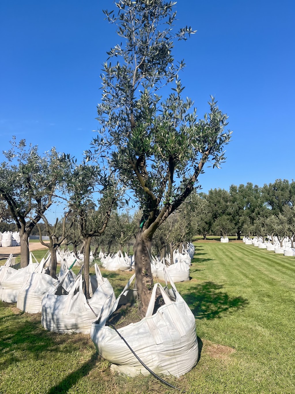 Pip and Olive - Olive Grove | 38 Cross Rd, Devon Meadows VIC 3977, Australia | Phone: 0419 560 971