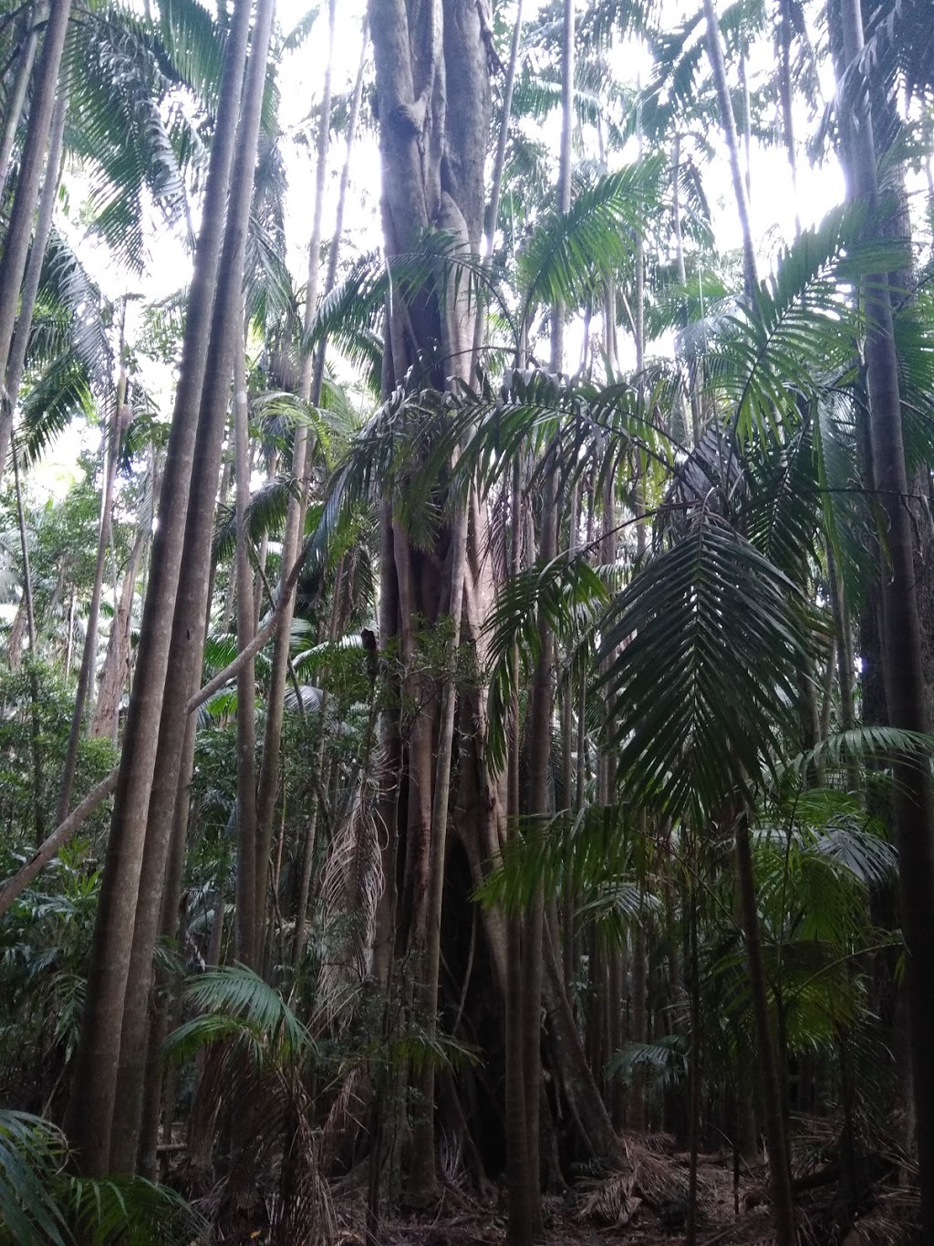 Palm Grove Forest | 25 Palm Grove Ave, Tamborine Mountain QLD 4272, Australia