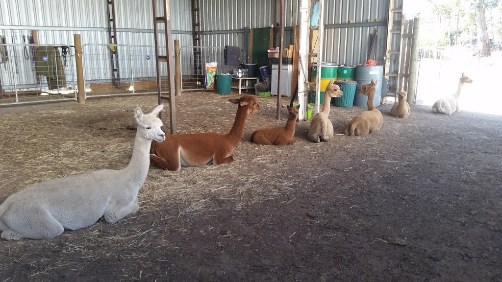 BreenBurn Alpacas |  | 71 Potts Rd, Taradale VIC 3447, Australia | 0412903288 OR +61 412 903 288
