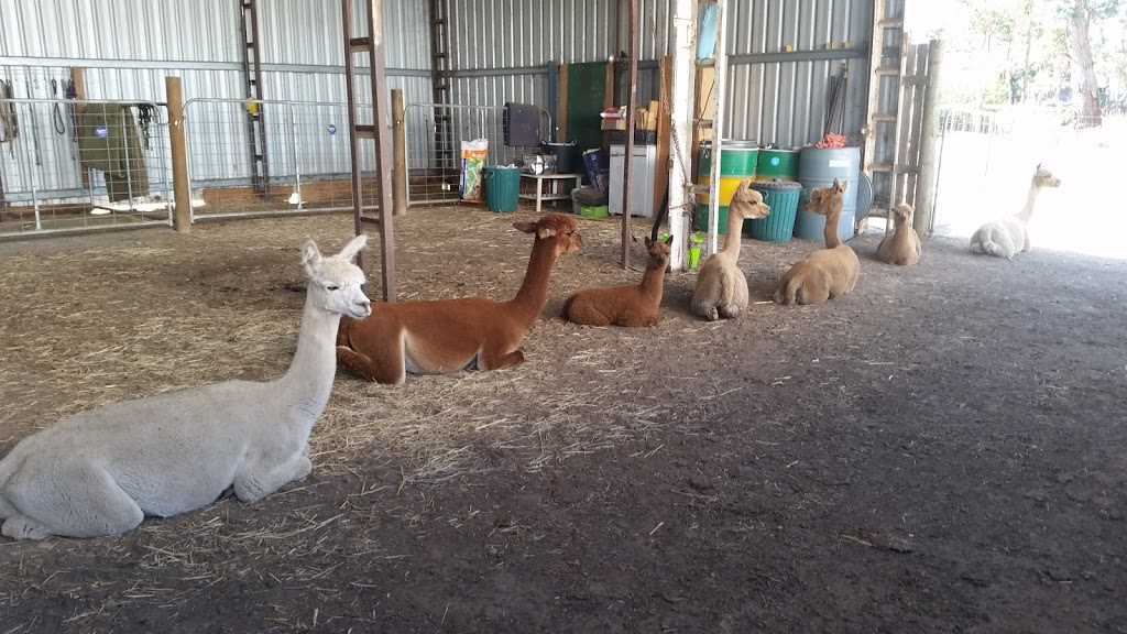 BreenBurn Alpacas | 71 Potts Rd, Taradale VIC 3447, Australia | Phone: 0412 903 288