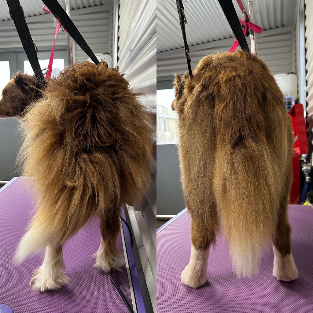 Murphy and Me Dog Grooming | 7 Bell St, Seville VIC 3139, Australia | Phone: 0424 012 033