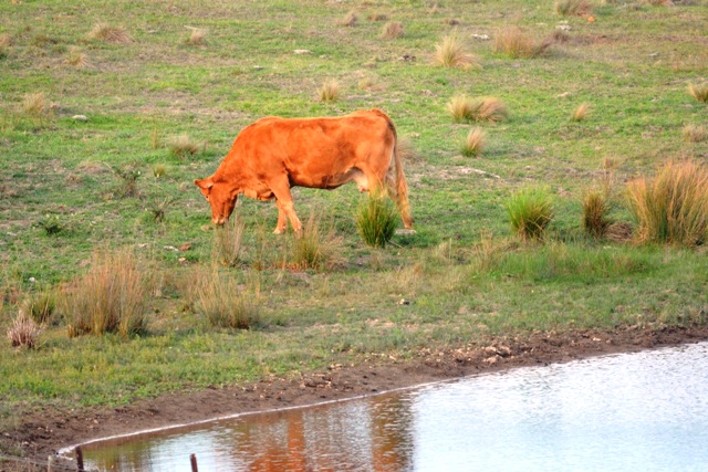 Ausbangla Farm |  | 831 Jerrara Rd, Marulan NSW 2579, Australia | 0419283657 OR +61 419 283 657