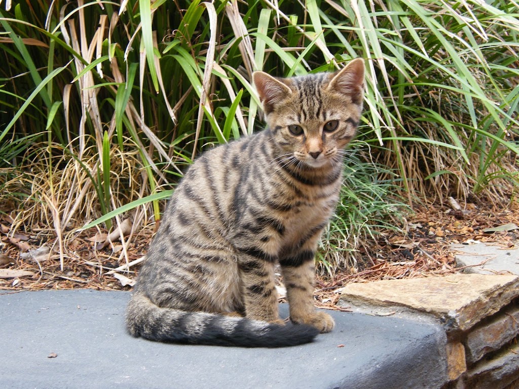 Lucky Lodge & Scraps Garden Boarding Cattery | 8 Wild Ave, Reynella East SA 5161, Australia | Phone: 0413 998 602