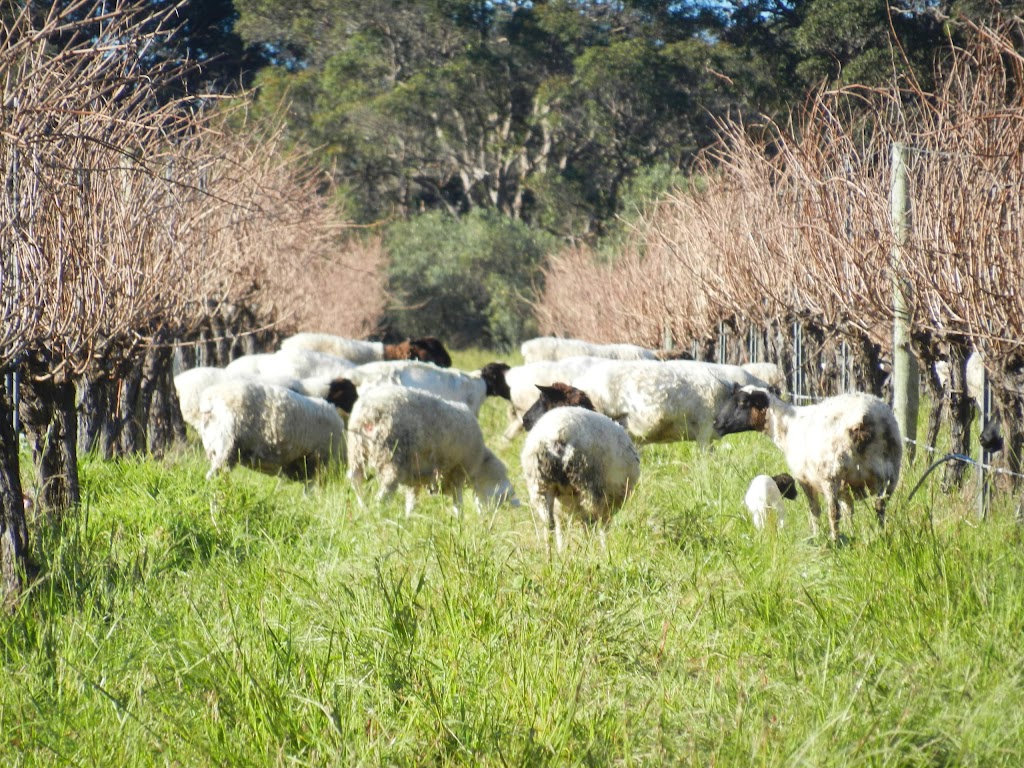 Peacetree Wines | tourist attraction | 48 Heron Dr, Margaret River WA 6280, Australia | 0422577403 OR +61 422 577 403