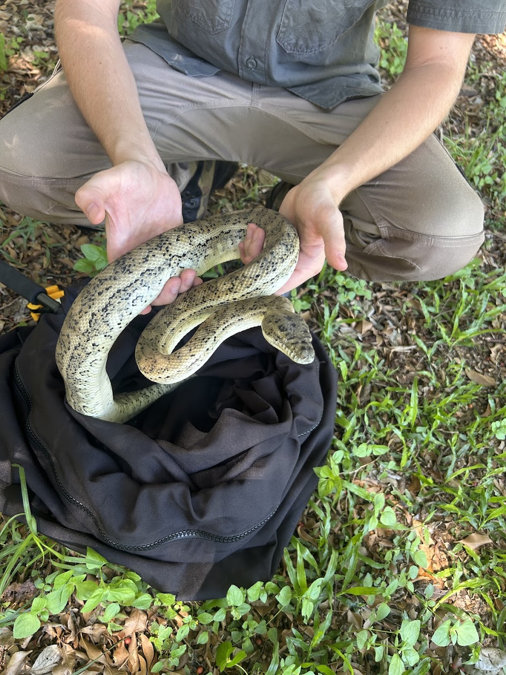 Conserve AU- Reptile Relocations & Education | 20 Ascot Cres, Samford Valley QLD 4520, Australia | Phone: 0459 468 450