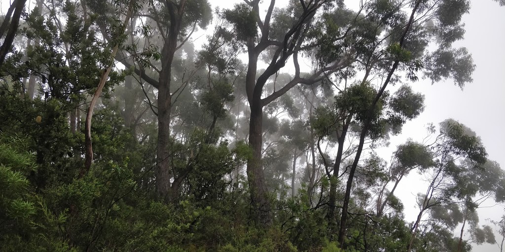 Belmore Falls walking track | Hindmarsh Lookout Track, Barrengarry NSW 2577, Australia | Phone: (02) 4887 7270