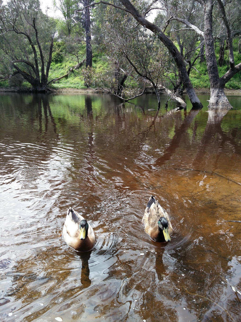 Blackwood River Park | park | 4 Hampton St, Bridgetown WA 6255, Australia