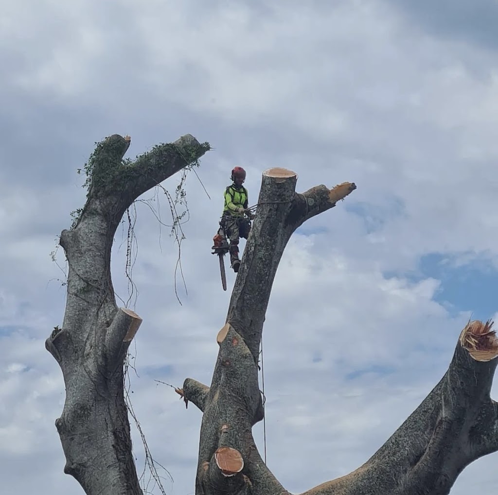 James Godfrey Arborist Far South Coast | 65 Jellat Way, Kalaru NSW 2550, Australia | Phone: 0490 874 272