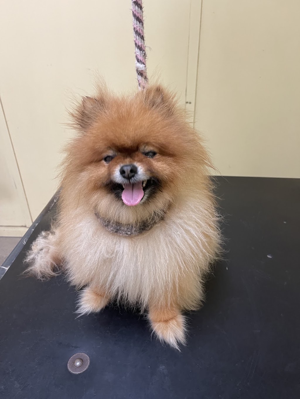 Top Dog Grooming & Wash | 185 Whitehorse Rd, Balwyn VIC 3103, Australia | Phone: 0492 975 442