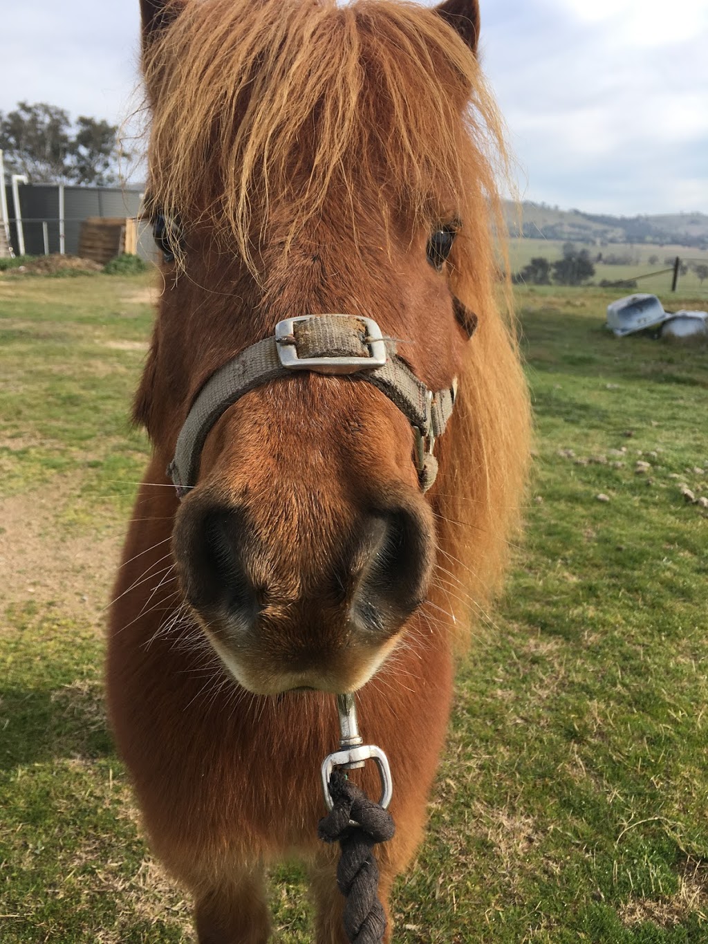 Black Range Equestrian | Black Range Rd, Yass NSW 2582, Australia | Phone: 0420 804 255