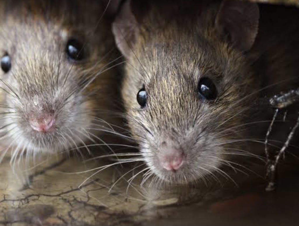 Steves termite & pest control Penrith | 10 Fawkener Pl, Werrington County NSW 2747, Australia | Phone: 0478 016 222