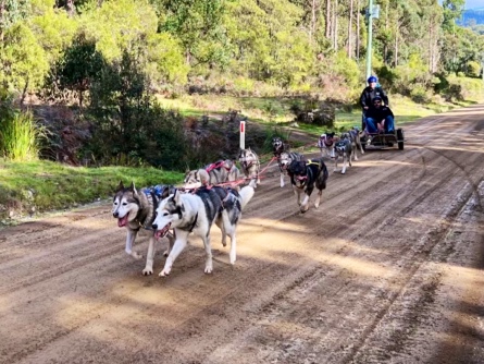 Sled Dog Adventures Tasmania | tourist attraction | 1322 Lonnavale Rd, Lonnavale TAS 7109, Australia | 0362660330 OR +61 3 6266 0330