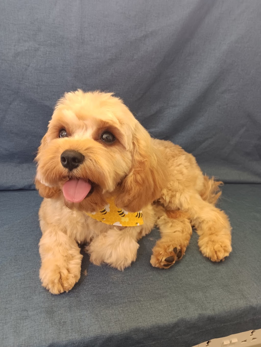 Little Friends Grooming Studio | 63 Wattle St, Colo Vale NSW 2575, Australia | Phone: 0413 311 203