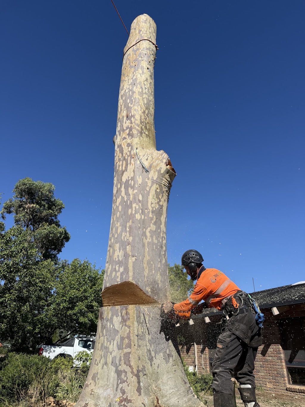 True Roots Trees & Landscapes | 5 Junction St, Mortdale NSW 2223, Australia | Phone: 0422 023 242