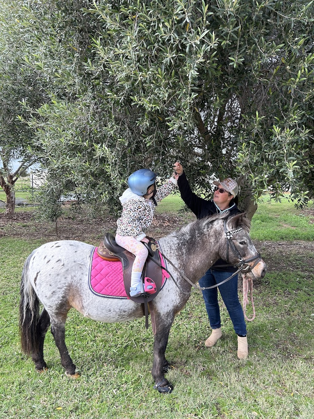 Horse Led Learning | 2 Boolooroo St, Ashley NSW 2400, Australia | Phone: 0409 547 127