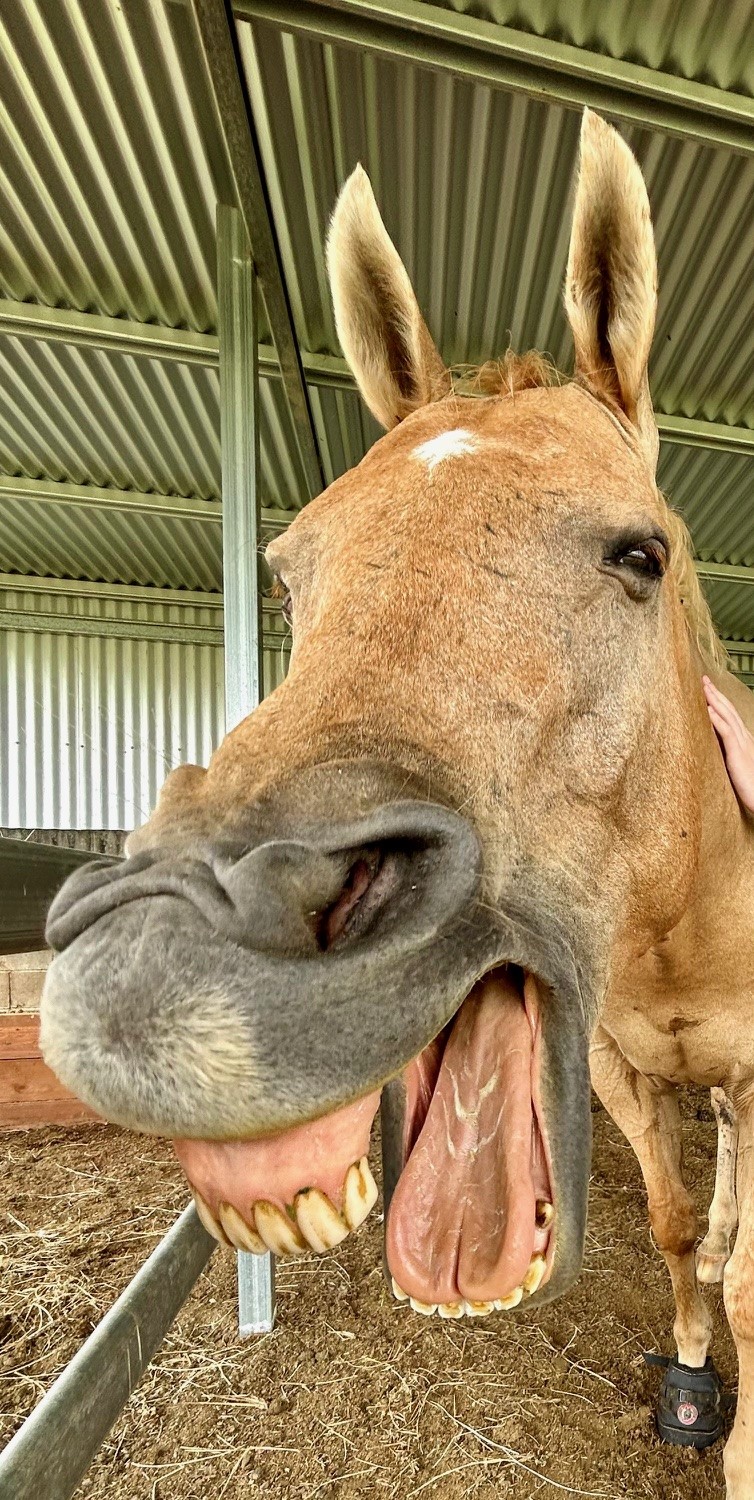 Pindari Equine Assisted Therapy and Counselling | 392 Prenzlau Rd, Prenzlau QLD 4311, Australia | Phone: 0422 140 378