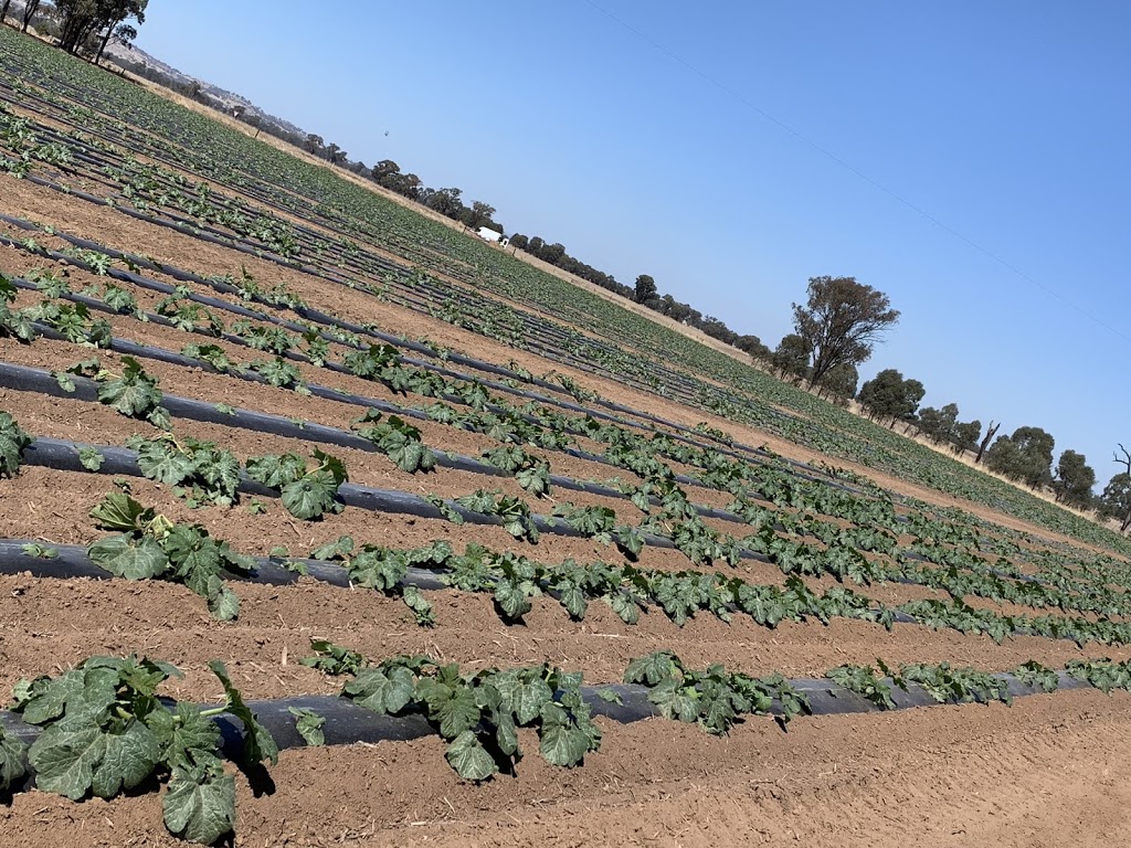 Vic veg |  | 59 Lane Rd, Katandra West VIC 3634, Australia | 0430870085 OR +61 430 870 085