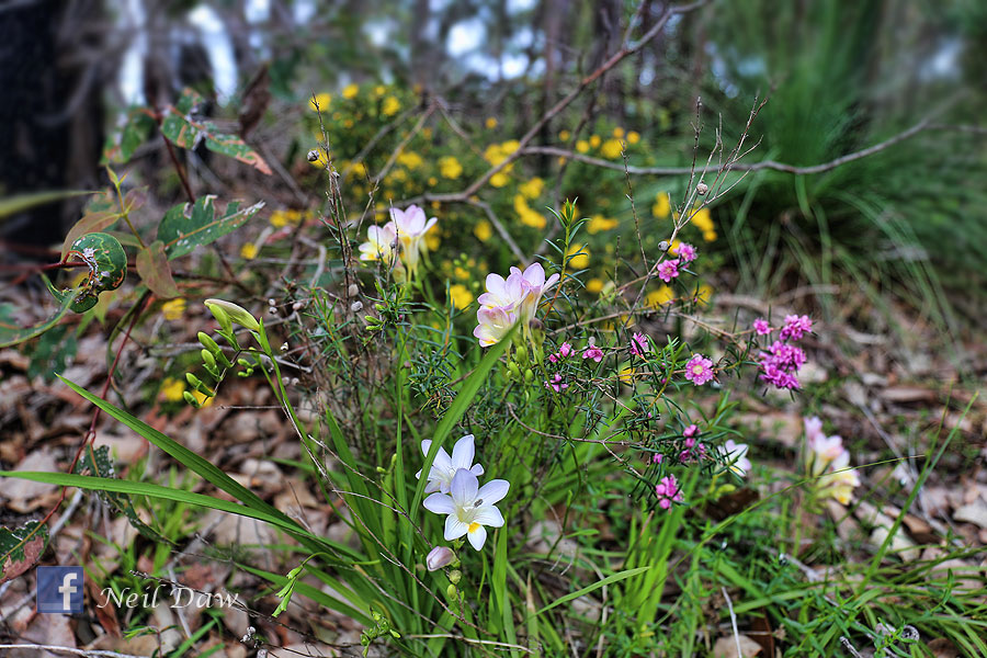 Star Swamp Bushland Reserve | park | Groat St, North Beach WA 6020, Australia | 0894207207 OR +61 8 9420 7207