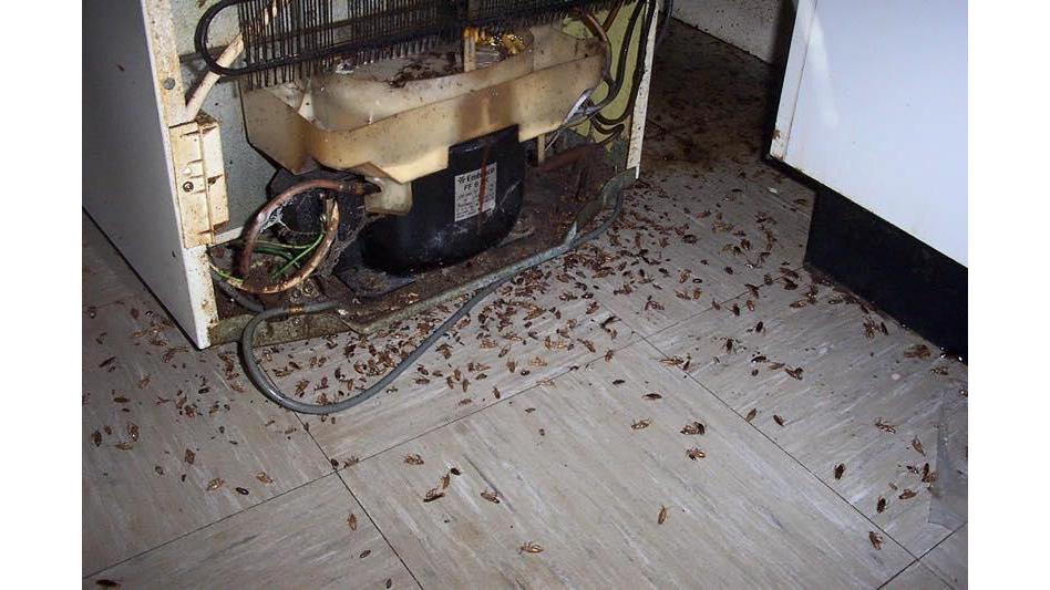 Pest Control Auburn and Termite Inspections Auburn | home goods store | 23 New St, Auburn NSW 2144, Australia | 1300082552 OR +61 1300 082 552