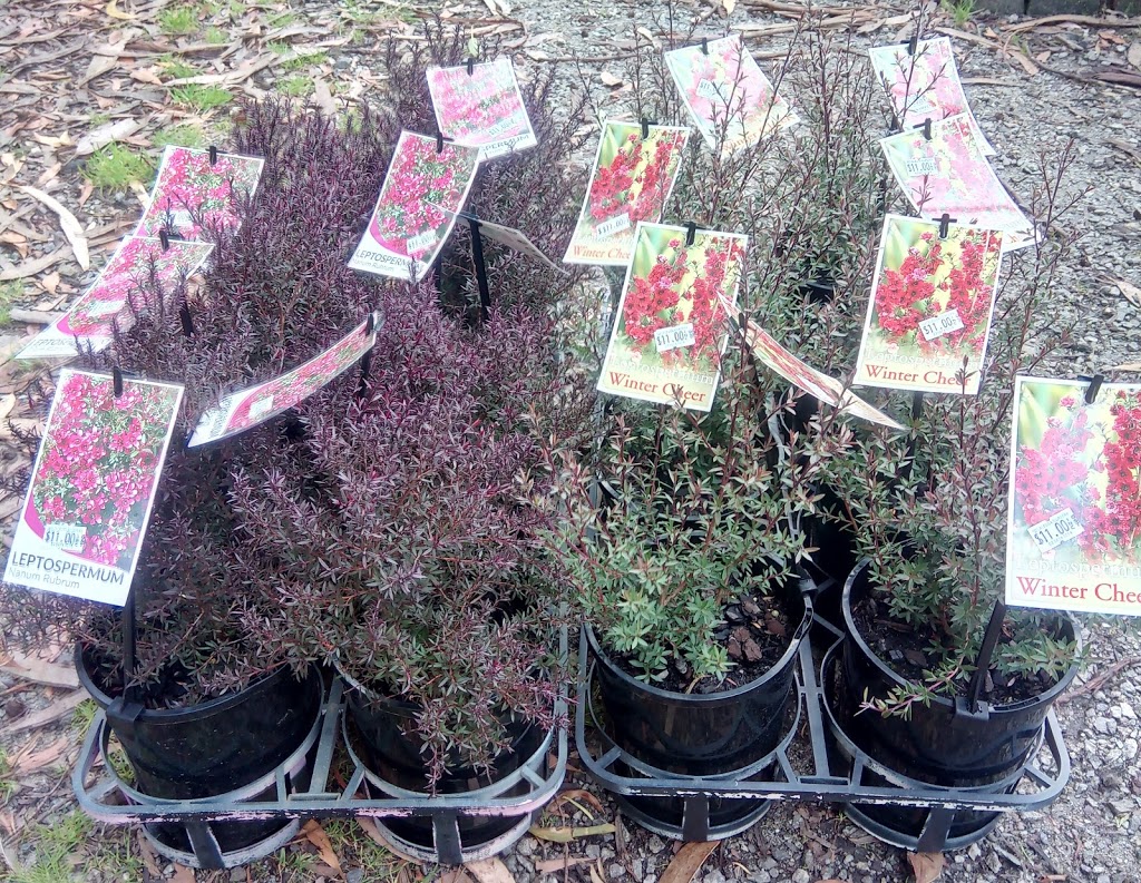 Melaleuca Nursery | 50 Pearsalls Rd, Inverloch VIC 3996, Australia | Phone: (03) 5674 1014