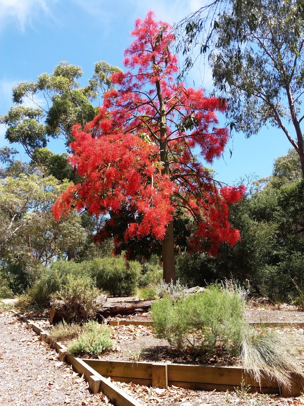 George Pentland Botanic Gardens | 41N Williams St, Frankston VIC 3199, Australia | Phone: 1300 322 322