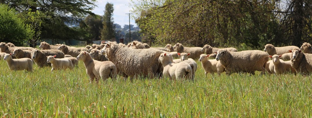 Mulyan Farm Cowra | N Logan Rd, Cowra NSW 2794, Australia | Phone: (02) 6342 1289