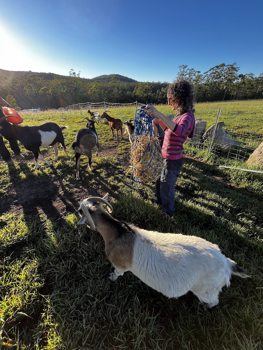 Lucky Stars Sanctuary | 167 Herivels Rd, Wootton NSW 2423, Australia | Phone: 0477 213 385