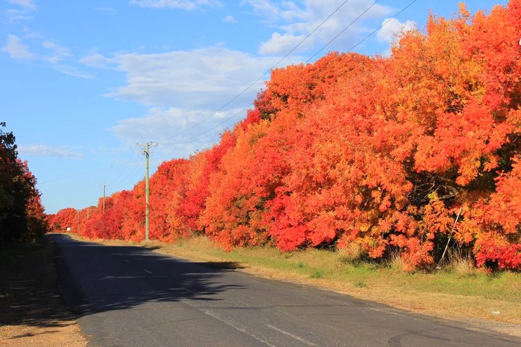 Tilga Guest Stay | 4307 Belubula Way, Canowindra NSW 2804, Australia | Phone: 0409 050 401