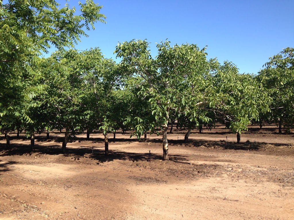 Golden River Walnuts |  | 222 Koondrook W Rd, Koondrook VIC 3580, Australia | 0459718050 OR +61 459 718 050