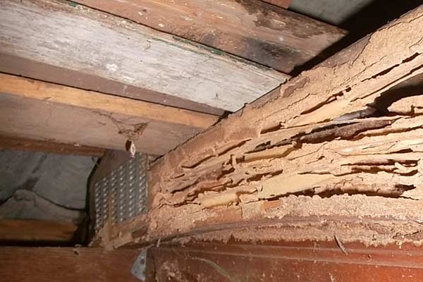 Bugah Pest Control - Commercial & Residential Termite, Flea & Pe | 12 Kitty Pl, Watanobbi NSW 2259, Australia | Phone: 0452 413 332