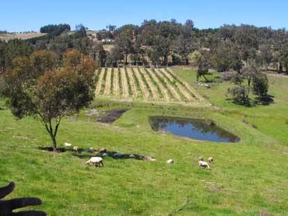 Eden Spring Herbs | Kangaroo Gully Rd, Kangaroo Gully WA 6255, Australia | Phone: (08) 9761 4455