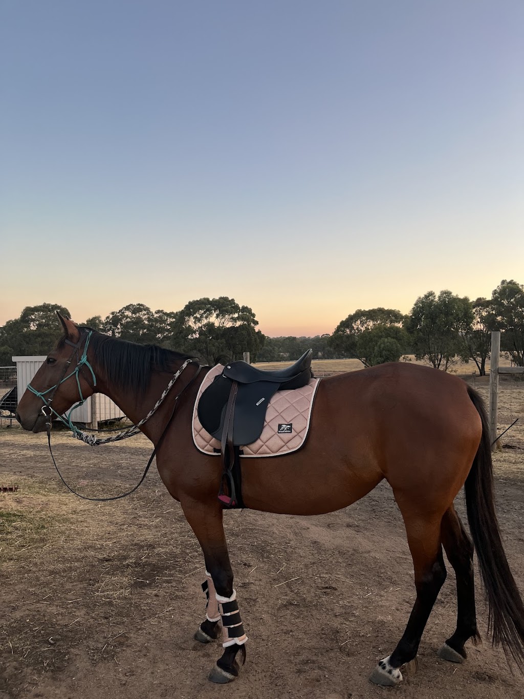 Lockwood Valley Equine | 49 Francis Rd, Lockwood South VIC 3551, Australia | Phone: 0401 572 430