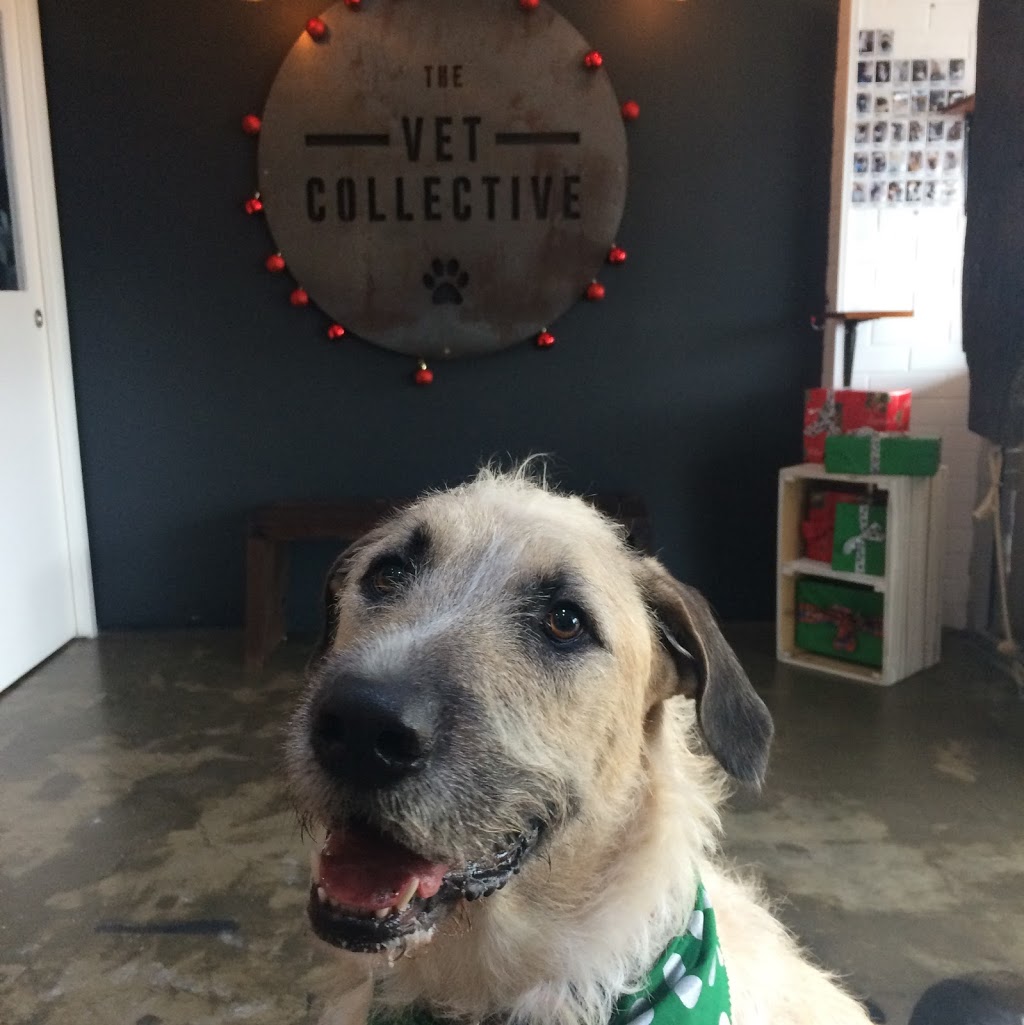 The Vet Collective | veterinary care | Queensland, 8/110 Mountain View Ave, Miami QLD 4220, Australia | 0755687001 OR +61 7 5568 7001