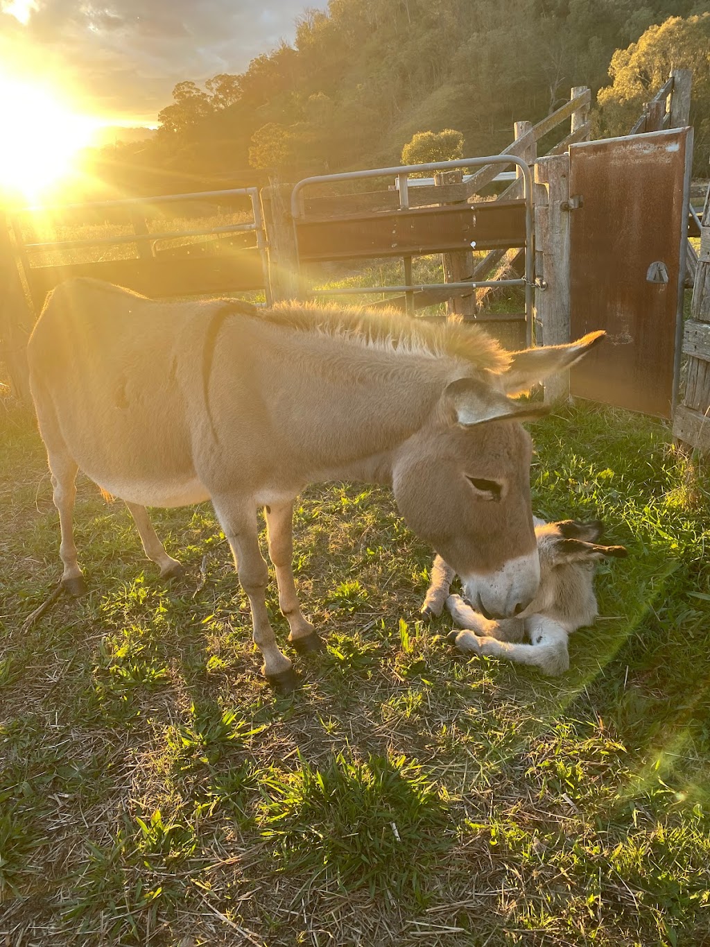 Last Stop Donkey Program | 119A Minimbah Dr, Whittingham NSW 2330, Australia | Phone: 0400 622 244