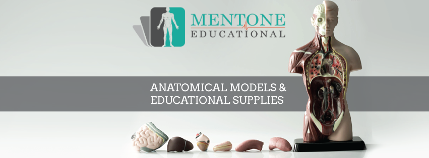 Mentone Educational | 10-12 McWilliam St, Springvale VIC 3171, Australia | Phone: (03) 9547 6638